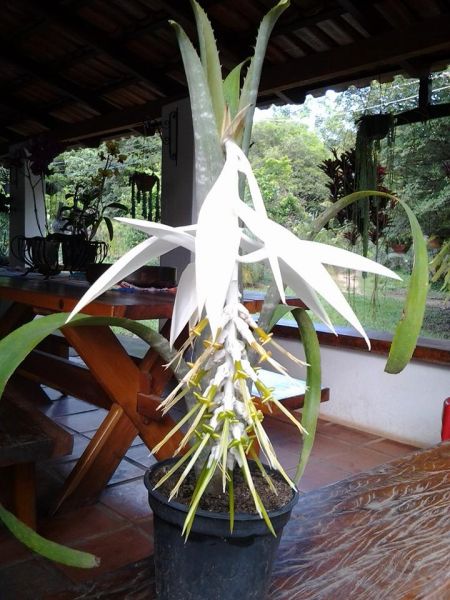 BILLBERGIA ZEBRINA ALBA