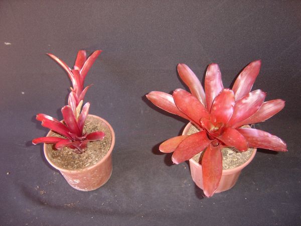 NEOREGELIA FIREBALL HIBRIDA