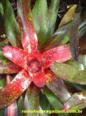 NEOREGELIA SCARLET