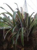 BILLBERGIA DISTACHIA LOUIZE