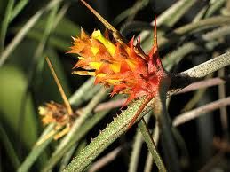 ACANTHOSTACHYS STROBILACEA