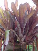 BILLBERGIA CARNAVAL