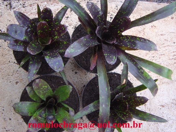 NEOREGELIA FIREBALL DARK