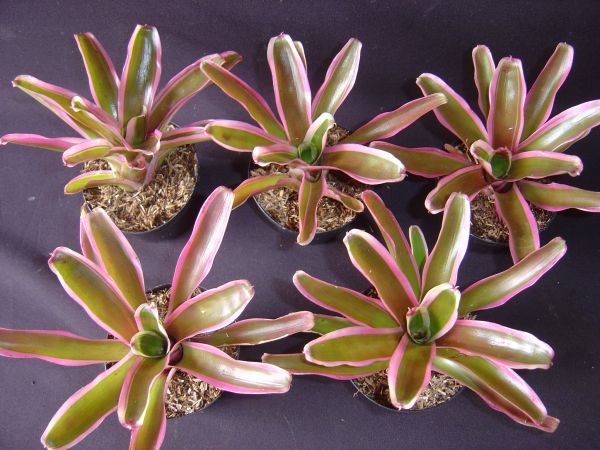 NEOREGELIA ANIC