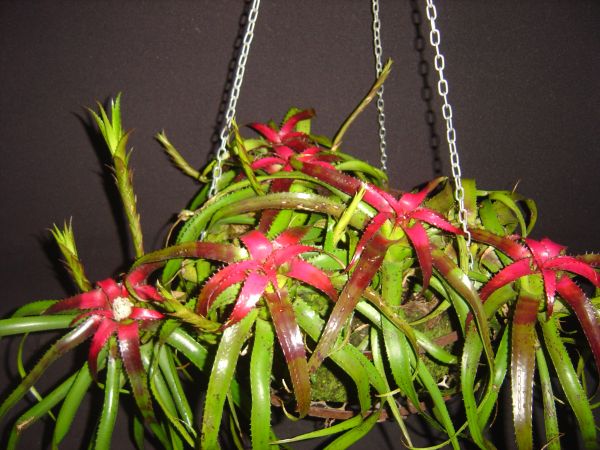 NEOREGELIA MARGARETAE