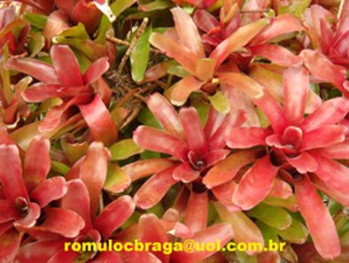 NEOREGELIA FIREBALL COMUM