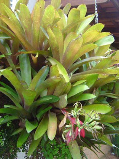 BILLBERGIA AMOENA