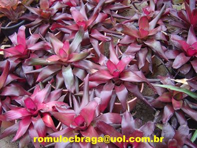 NEOREGELIA AMETHYST