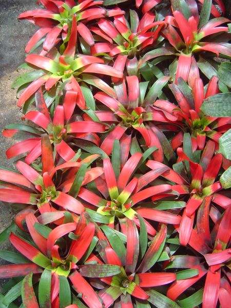 GUZMANIA SANGUINEA